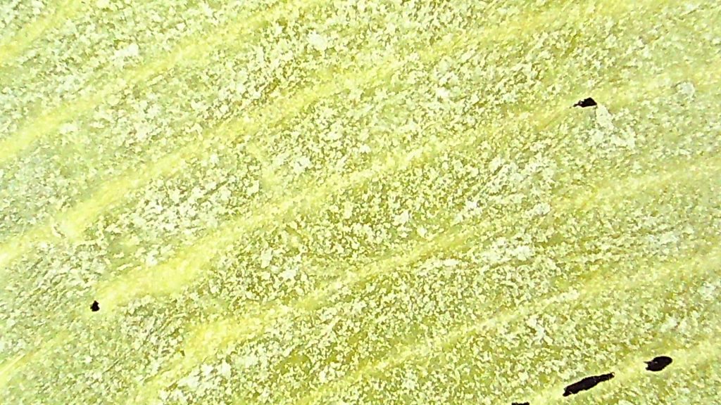 Waarom ontstaan naden in een PVC vloer? Ontdek alles over dryback PVC verlijmen, materiaalwerking, vloerverwarming en veelgemaakte fouten - lijmoverdracht PVC vloer - tijdig walsen
